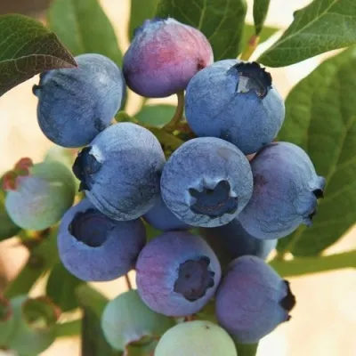 Голубика ОСОРНО — описание сорта Голубика ОСОРНО в Магнитогорске