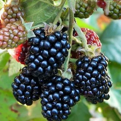 Ежевика ОУАЧИТА бесшипная — описание сорта Ежевика ОУАЧИТА бесшипная в Магнитогорске