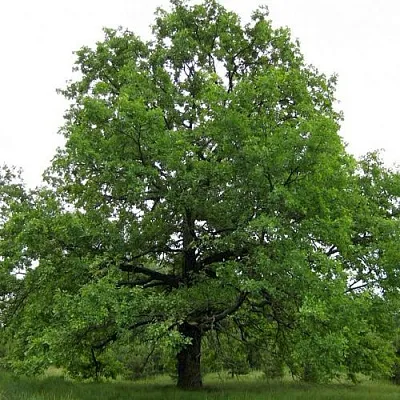 Дуб черешчатый   Дуб черешчатый  в Магнитогорске
