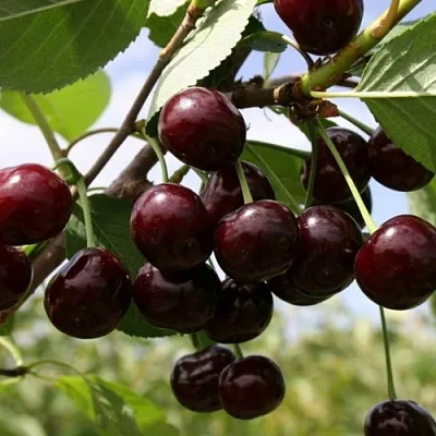 Вишня СВЕРДЛОВЧАНКА степная  Вишня СВЕРДЛОВЧАНКА степная в Магнитогорске