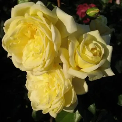 Саженцы роз КАЗИНО плетистая  Саженцы роз КАЗИНО плетистая в Магнитогорске