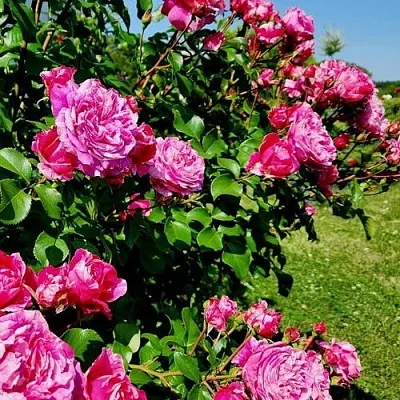 Саженцы роз ИНЕС САСТР плетистая  Саженцы роз ИНЕС САСТР плетистая в Магнитогорске