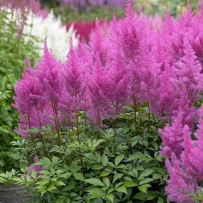 Астильба АМЕТИСТ Арендса  Астильба АМЕТИСТ Арендса в Магнитогорске