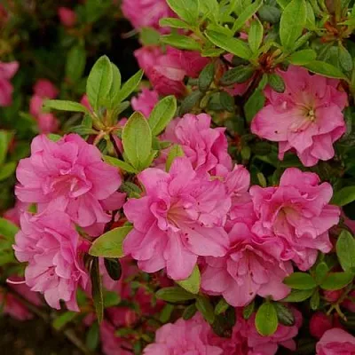 Азалия РОЗИНЕТТА японская в Магнитогорске