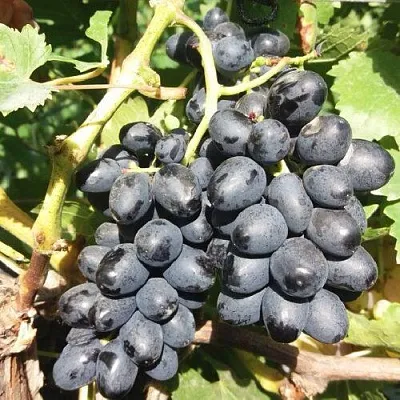 Виноград КИШМИШ АТТИКА в Магнитогорске