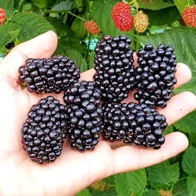 Ежевика ОУАЧИТА бесшипная — описание сорта Ежевика ОУАЧИТА бесшипная в Магнитогорске