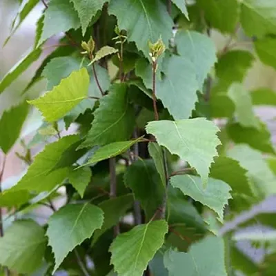 Береза ФАСТИГИАТА повислая   Береза ФАСТИГИАТА повислая  в Магнитогорске