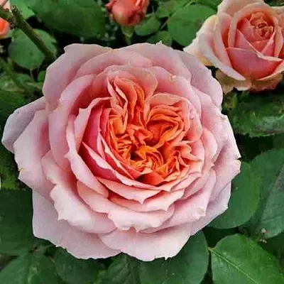 Саженцы роз ПОЛЬ БОКЮЗ шраб  Саженцы роз ПОЛЬ БОКЮЗ шраб в Магнитогорске