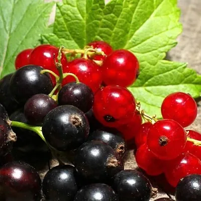 Смородина   Смородина  в Магнитогорске