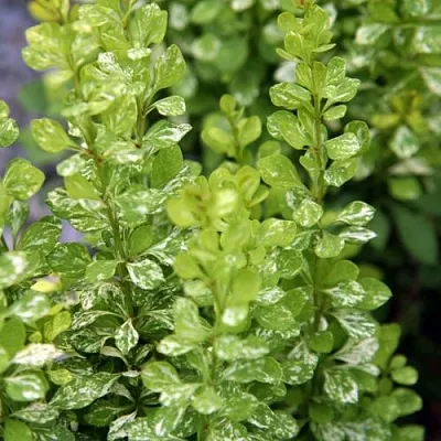 Барбарис ПАУ ВАУ тунберга  Барбарис ПАУ ВАУ тунберга в Магнитогорске