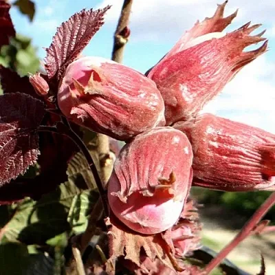 Фундук АЛЫЙ ПАРУС в Магнитогорске