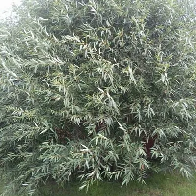 Ива СЕРЕБРИСТАЯ  Ива СЕРЕБРИСТАЯ в Магнитогорске