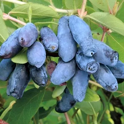 Жимолость съедобная ПАВЛОВСКАЯ  Жимолость съедобная ПАВЛОВСКАЯ в Магнитогорске