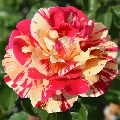 Саженцы роз ВАНИЛЛА ФРАЙЗ плетистая  Саженцы роз ВАНИЛЛА ФРАЙЗ плетистая в Магнитогорске