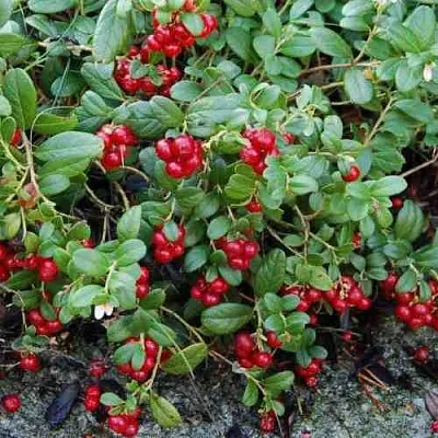 Брусника ЭРТЕЗЕГЕН  Брусника ЭРТЕЗЕГЕН в Магнитогорске