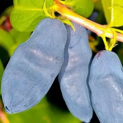 Жимолость съедобная ДЛИННОПЛОДНАЯ  Жимолость съедобная ДЛИННОПЛОДНАЯ в Магнитогорске