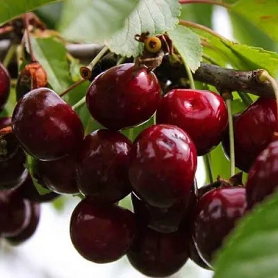 Вишня НОВОДВОРСКАЯ  Вишня НОВОДВОРСКАЯ в Магнитогорске