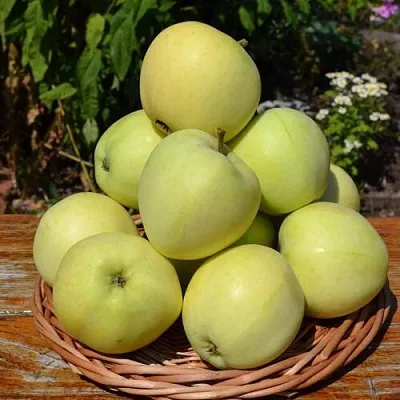 Яблоня ПАПИРОВКА  Яблоня ПАПИРОВКА в Магнитогорске