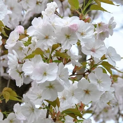 Сакура САНСЕТ БУЛЕВАРД  Сакура САНСЕТ БУЛЕВАРД в Магнитогорске