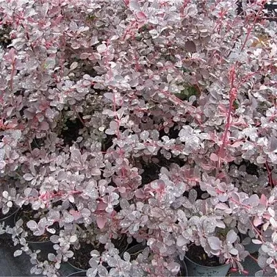 Барбарис СИЛЬВЕР МИЛЕС оттавский   Барбарис СИЛЬВЕР МИЛЕС оттавский  в Магнитогорске