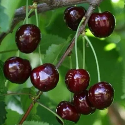 Черешня НАРОДНАЯ  Черешня НАРОДНАЯ в Магнитогорске