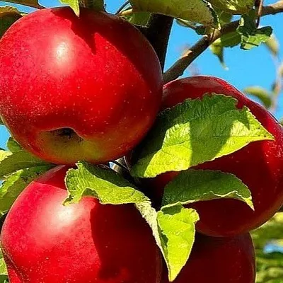 Зимние сорта  Зимние сорта в Магнитогорске