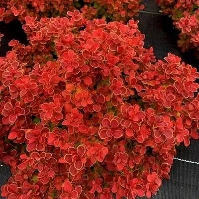 Барбарис РЕД ХОТ ЧИЛИ тунберга  Барбарис РЕД ХОТ ЧИЛИ тунберга в Магнитогорске