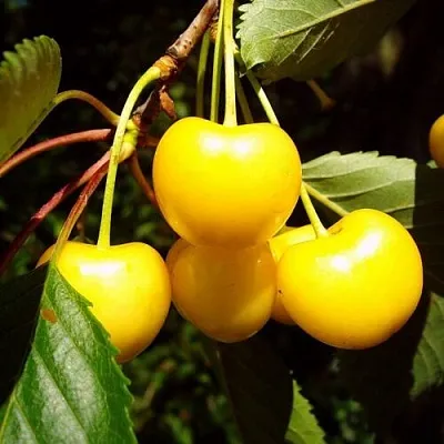 Черешня ЖУРБА  Черешня ЖУРБА в Магнитогорске