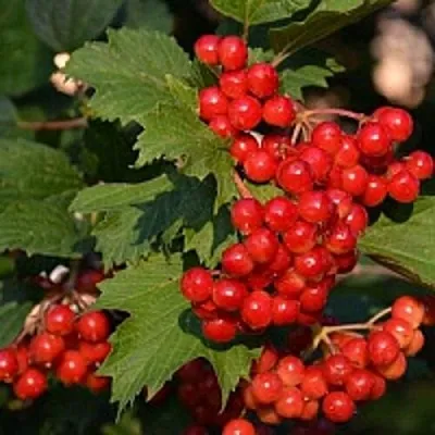 Калина  Калина в Магнитогорске