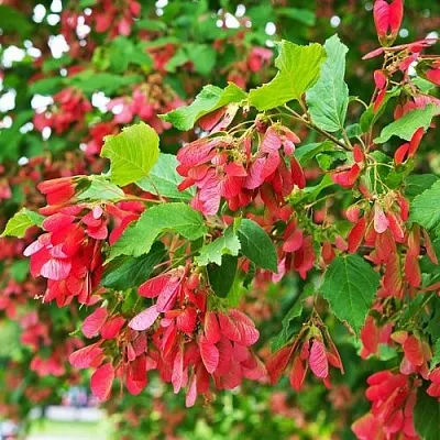 Клен татарский  Клен татарский в Магнитогорске