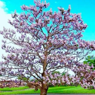 Павловния  Павловния в Магнитогорске