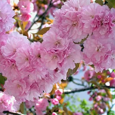 Сакура ОШИДАРЕ  Сакура ОШИДАРЕ в Магнитогорске