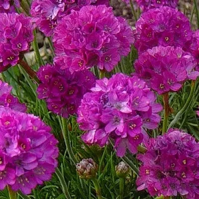 Армерия МОНИНГ СТАР ДИП РОУЗ  Армерия МОНИНГ СТАР ДИП РОУЗ в Магнитогорске