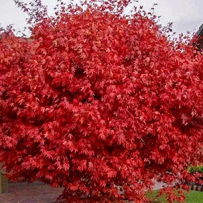 Клен гиннала   Клен гиннала  в Магнитогорске