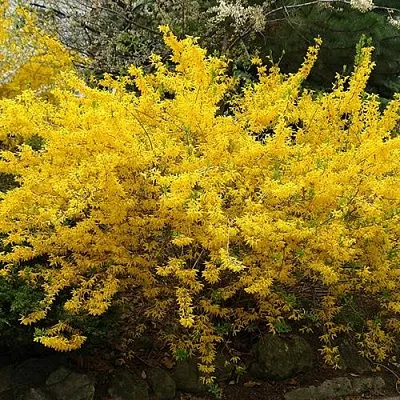 Форзиция ГОЛДЗАУБЕР средняя в Магнитогорске