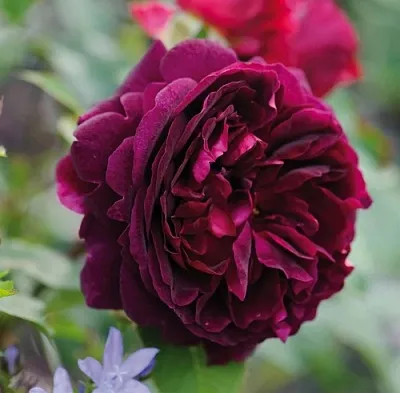 Саженцы роз МАНСТЕД ВУД английская  Саженцы роз МАНСТЕД ВУД английская в Магнитогорске