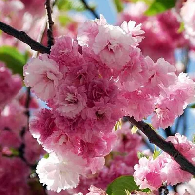 Сакура ПИНК ПЕРФЕКШН  Сакура ПИНК ПЕРФЕКШН в Магнитогорске