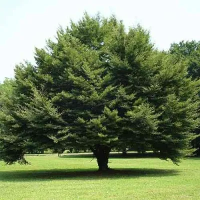 Бук обыкновенный  Бук обыкновенный в Магнитогорске