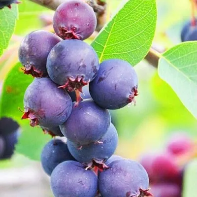 Ирга СМОУКИ в Магнитогорске