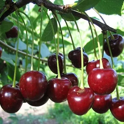 Вишня БЫСТРИНКА  Вишня БЫСТРИНКА в Магнитогорске