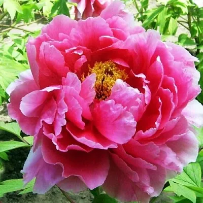 Пион ВОСХОД СОЛНЦА древовидный  Пион ВОСХОД СОЛНЦА древовидный в Магнитогорске