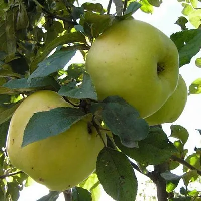 Яблоня АНТОНОВКА ОБЫКНОВЕННАЯ  Яблоня Антоновка Обыкновенная в Магнитогорске