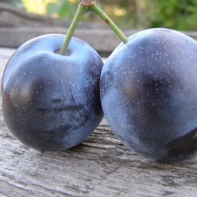 Слива БЛЮФРИ  Слива БЛЮФРИ в Магнитогорске