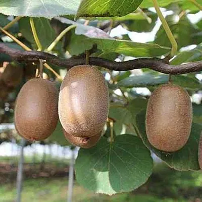 Актинидия ЗАКАРПАТЬЕ деликатесная  Актинидия ЗАКАРПАТЬЕ деликатесная в Магнитогорске