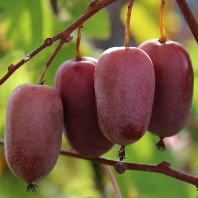 Актинидия ПУРПУРНО САДОВАЯ  аргута  Актинидия ПУРПУРНО САДОВАЯ  аргута в Магнитогорске