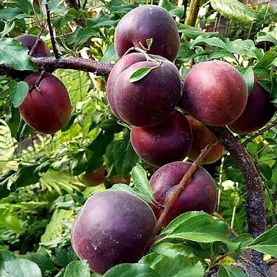 Шарафуга БЕЛЛА РОЯЛЬ в Магнитогорске