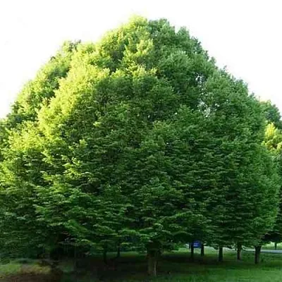 Граб японский  Граб японский в Магнитогорске