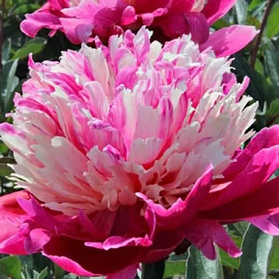 Пион ДЕЙДРИМ травянистый  Пион ДЕЙДРИМ травянистый в Магнитогорске