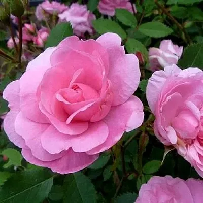 Саженцы роз ДЖОН ДЭВИС плетистая  Саженцы роз ДЖОН ДЭВИС плетистая в Магнитогорске