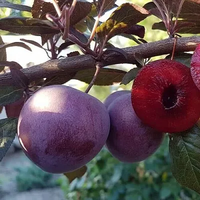 Слива ПАННА   Слива ПАННА  в Магнитогорске